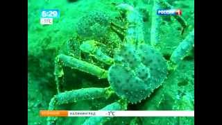 Промысел. Нашествие камчатского краба
