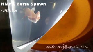 HMPK Betta Spawn