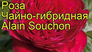 Роза чайно-гибридная Алаин Соучон. Краткий обзор, описание характеристик Alain Souchon