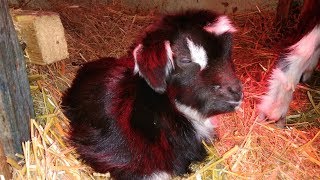 Коза родила. Сколько коза пьет воды? The goat gave birth.