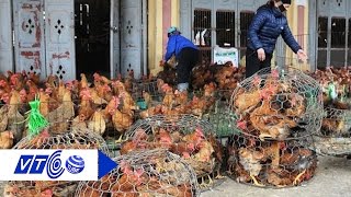 Cấm bán gà vịt sống tại chợ có khả thi? | VTC