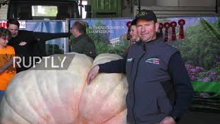 Germany: Heaviest pumpkin in Europe chosen at Ludwigsburg championship