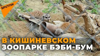 Бэби-бум в Кишиневском зоопарке: самое забавное видео