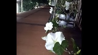 Planting moonflower (ipomoea alba) from seeds