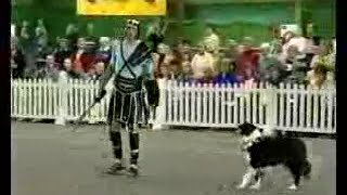 Cachorro  contra homem. Barbarie . Filmado por Jeovah Santos.