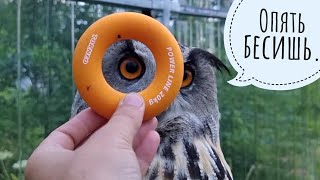 Сыч Кутуша в засаде. Секретики совы Ёль. Очень нужные вещи в тайничках. Птичка в гостях у филина