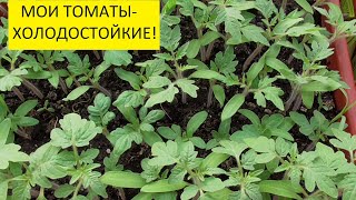 При какой температуре можно оставлять рассаду томатов в холодной теплице? 