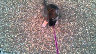 Foxy Roxxie Week 2