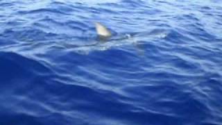 Shark in Greece