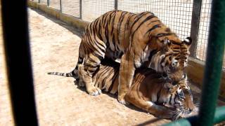 Tigres Apareandose.
