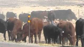 Cattle drive Wyoming 2010