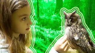 Сова - Соня и Подозрительная сова Смешные животные Для детей Funny Video For Kids