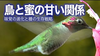 鳥と蜜の甘い関係 味覚の進化と種の生存戦略｜Science Portal動画ニュース（2022年7月25日配信）