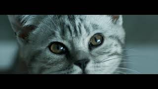 Curious Cats - Rain - Whiskas TV ad