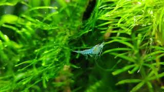 Slow motion of my blue dream swimming