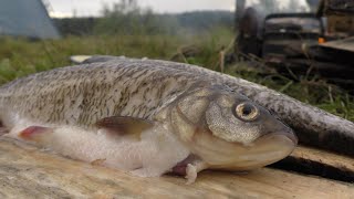 Рыбалка  на Сухоне ( 6-7 июля 2019 )