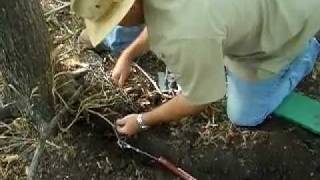 Hog Boar Snare Trap Trapping Video Hog Hunting Video