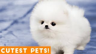 The Cutest Pets of All Time Comp #1 March 2018 | Funny Pet Videos Monthly Montage ft. Dogs & Cats