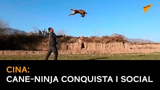 Cina: cane-ninja conquista i social