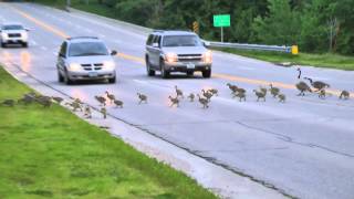 Goslings risk dangerous crossing at Humboldt Unusual animal behavior Humboldt