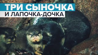 Четыре выдрёнка родились в Петербургском океанариуме