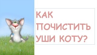 Как почистить уши коту?