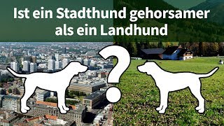 Hundeerziehung ► Ist ein Stadthund gehorsamer als ein Landhund?