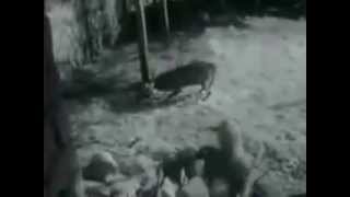 Çoban iti canavarlara qarşı / Волкодав против волков / Sheep dog vs wolfs