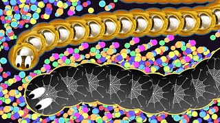 Worm.is New Slither.io Longest Worm Challenge Live Stream!