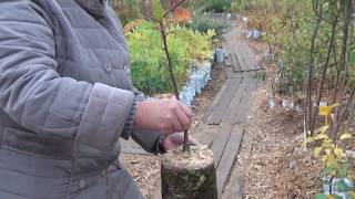 Садовый питомник Садоград. Видеоновости Октябрь 2017.