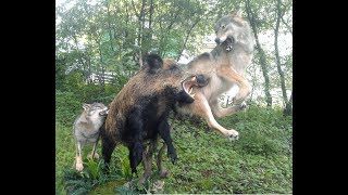 ВОЛКИ ПРОТИВ КАБАНА! Таксидермия