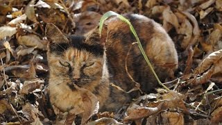 8 Марта Поздравление мартовских котов