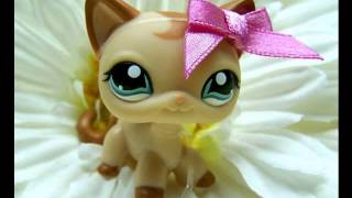 lps: Кошки