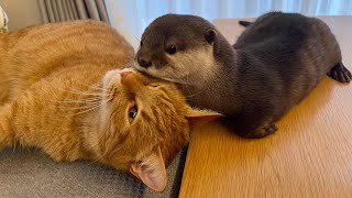 カワウソが猫と昼寝しにちょっかいだしに行ったら、猫にぎゅーっとされて返り討ちにあった Otter hugged by cat when he slept with it