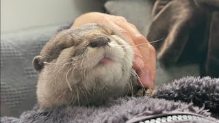 カワウソさくら 寝起きカワウソと寝起き猫の出会い Encounter between an waking up otter and a waking up cat