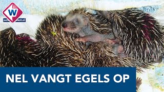 Nel vangt al jaren egels op: 'De kleintjes redden het niet zonder hulp' - OMROEP WEST