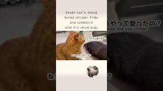 Otter demanding chicken breast !!