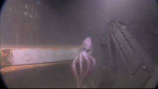 Flight of the Octopus