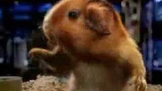 cute little rodents try to use the computer