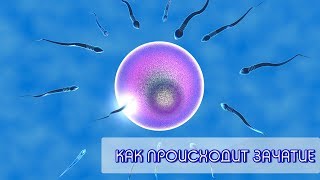 Как происходит зачатие Экоклиника