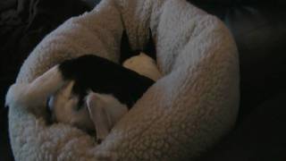 Do Not Disturb
