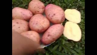 Картофель Сарпо Мира (Sarpo Mira Potatoes)