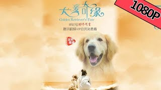 【温馨剧情】《犬爱奇缘 Golden Retriever's Fate》——萌萌哒 狗比人长情|Full Movie|横店小四/乔金悦/朱悦
