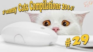 Самые Смешные Кошки.