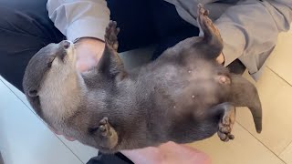 お腹いっぱいすぎる時のカワウソの様子が可愛い Otter looks so cute when she's too full.