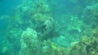 Epinephelus quinquefasciatus