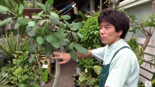 ハダニが付いてしまったゴムの木の再生の仕方