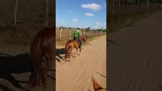 Dormando cavalo bravo(4)