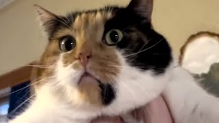 Quiet shelter cat won't stop talking after adoption