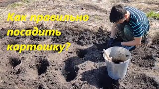 Как правильно посадить картошку? Чтоб был хороший урожай!